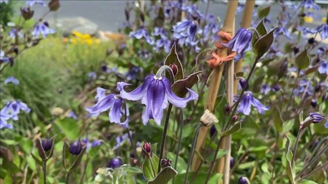 Stand by Me Clematis | Garden Crossings смотреть онлайн