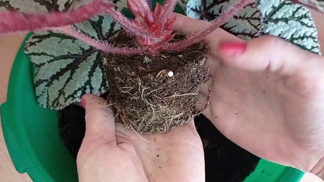 Верховой торф для фиалок. смотреть онлайн