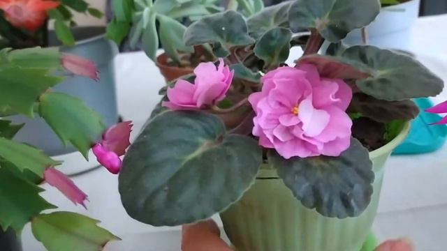 КОМНАТНЫЙ ЦВЕТНИК. ЦВЕТЕНИЕ В ДЕКАБРЕ смотреть онлайн