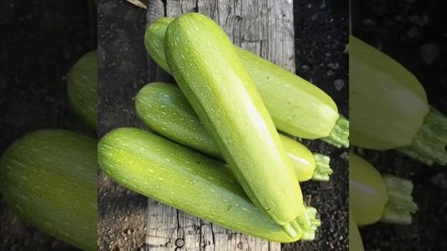 Кабачок Паскаль F1 смотреть онлайн