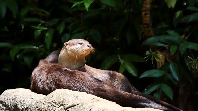 NIE Zoo Shoot DSLR Course