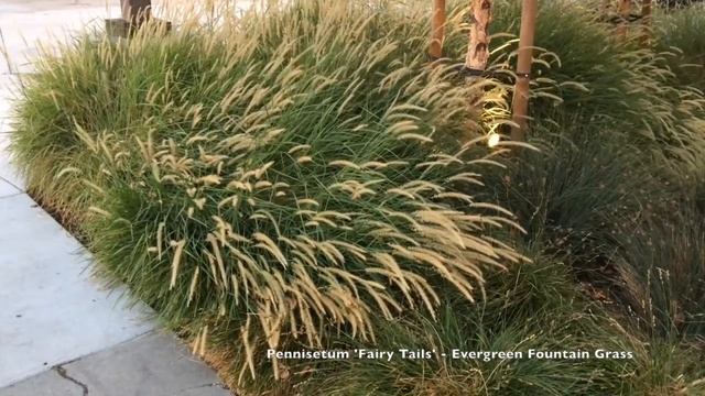 Pennisetum 'Fairy Tails'  -  Evergreen Fountain Grass