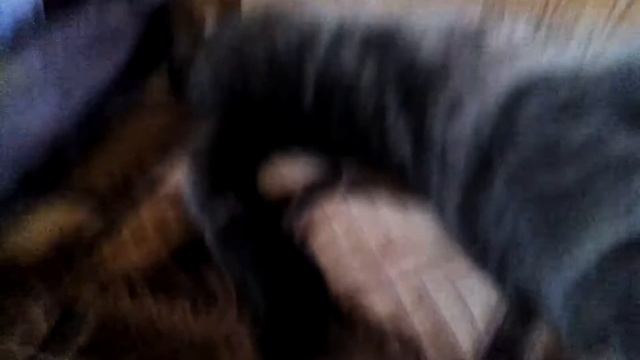 Мой кот ники смотреть онлайн