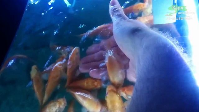 УКРОЩЕНИЕ КОИ ИЗ ПРУДА | 1-ЛЕТНИЕ МАЛЬКИ | АКВАРИУМ КОРМЯТ ВРУЧНУЮ, МОЛОДЬ РЫБ,СОДЕРЖАНИЕ,РАЗВЕДЕНИ смотреть онлайн