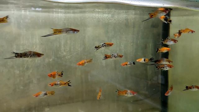 Продажа аквариумных рыбок из разводни ДискусПрайм