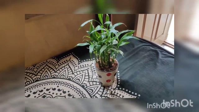 Part 1- Dracaena Sanderiana/Lucky Bamboo plant care & tips смотреть онлайн