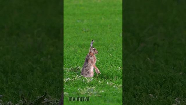 Столбик с ушами смотреть онлайн