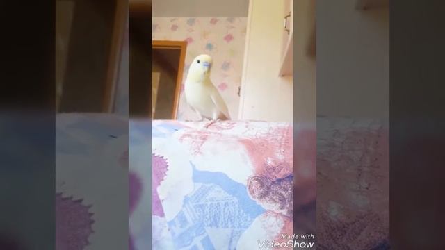 Утро Розы 😘 смотреть онлайн