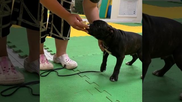 Dolche Vita Cane Bourbon