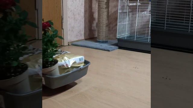 8 марта поздравление смешной попугай и кошка March 8 greetings funny parrot and cat смотреть онлайн