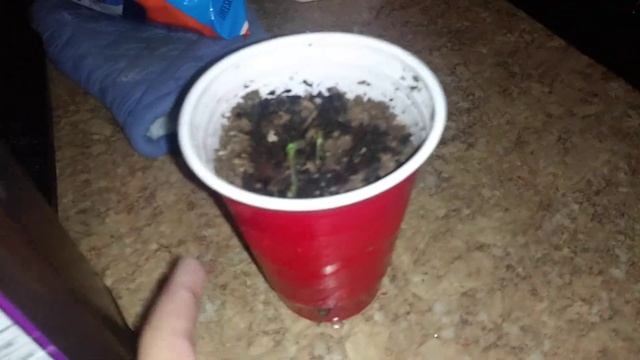 Pinus strobus sprouts смотреть онлайн