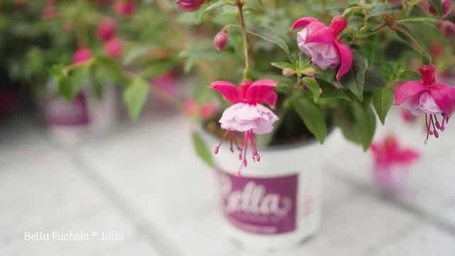 Bella Fuchsia Julia- Garden Plants with Flowers all Summer long! смотреть онлайн