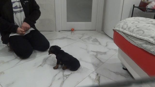 Такса учимся первым командам смотреть онлайн