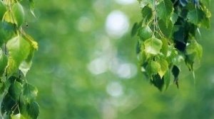 Красивые ветки березы. Берёзка. Легенда Футаж 4К | Футажи красивая природа 4K