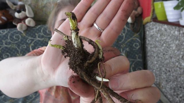 Вот уж порадовали! Прислали 3 кг счастья! Распаковка саженцев от Опт-Хоз смотреть онлайн