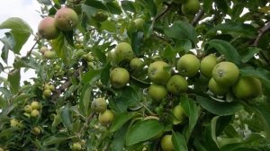 Опыт с фунгицидом МИРАВИС® на яблоне