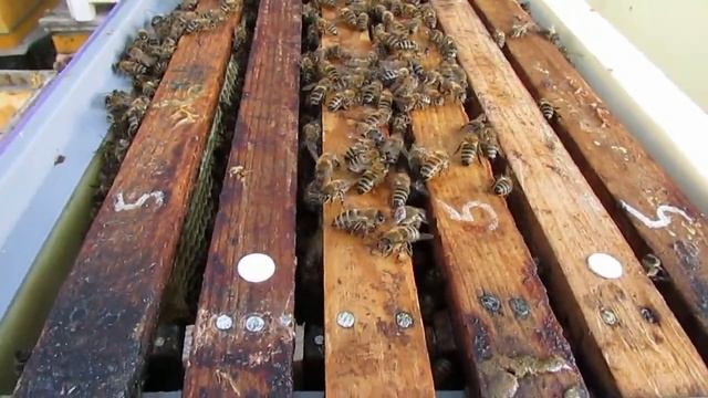 начинаю собирать гнезда пчел для зимовки на воле с открытым сетчатым дном и подкармливать в зиму смотреть онлайн