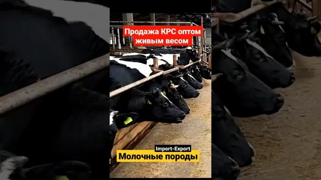 Продажа КРС оптом живым весом. Молочные породы коров, телок и нетелей. Черно пестрая порода. #short смотреть онлайн
