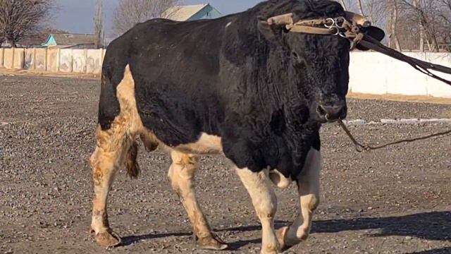 Пародный бык смотреть онлайн