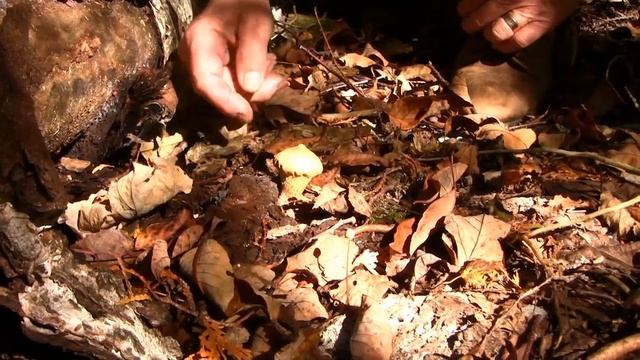 Thanksgiving Pre-Walk 2010 смотреть онлайн