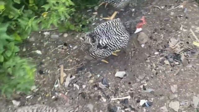 Амрокс курочки и желтые лапы квочек смотреть онлайн