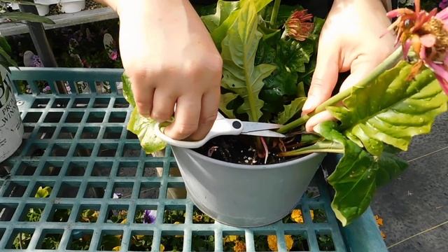 Caring For Your Gerbera Daisy