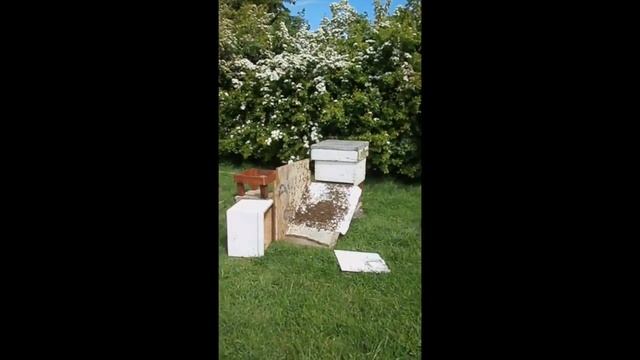 Bob the Bee keeper and the Bees of Aldenham Country park смотреть онлайн