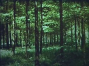 Биология. Отделы растений. Лес и его значение