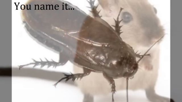 Orlando Pest Control