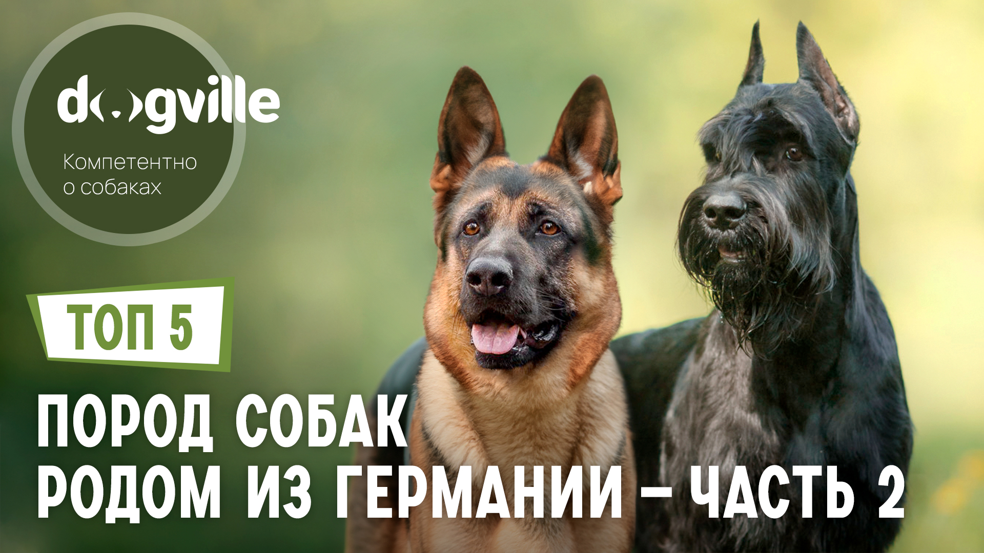 ТОП 5 Пород собак родом из Германии – Часть 2 смотреть онлайн