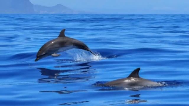 МЕДИТАЦИЯ ПРОЩЕНИЯ/ ОЧИЩЕНИЕ ОТ ОБИД/ВИНЫ смотреть онлайн