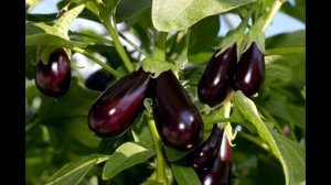 Совместимость баклажан с другими культурами в теплице