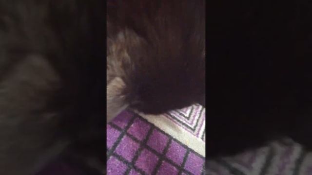 (дрессировка кота) учим кота реагировать на слово - *кушать* смотреть онлайн