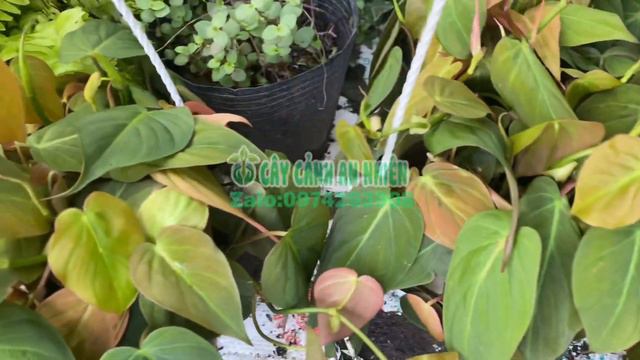 Cây Trầu Bà Mican смотреть онлайн