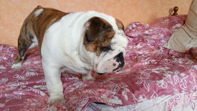 Бульдог Морган смотреть онлайн