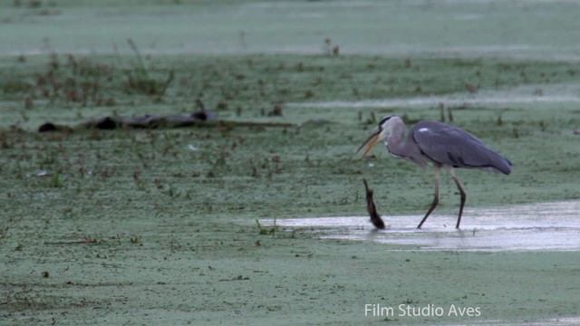 Серая цапля ловит огромную лягушку! | Film Studio Aves смотреть онлайн
