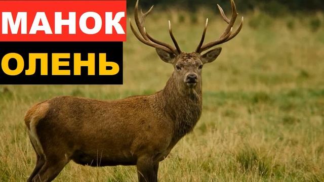 ?ЗВУК (ГОЛОС) ОЛЕНЬ 2 смотреть онлайн