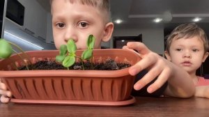 Подсолнух за 10 дней. Как вырастить подсолнух на окошке. Что вырастит из обычной семечки. Sunflower