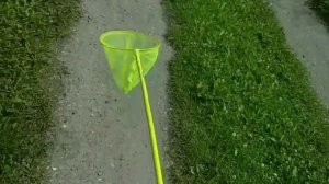 как хорошо обращаться с сачком, как поймать бабочку белянку или нимфалиду