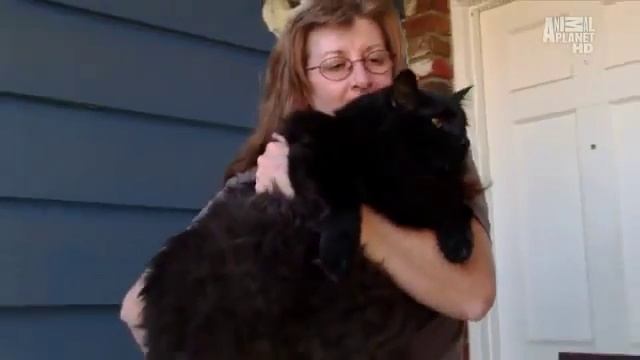 Турецкая ангора (ангорская кошка): описание породы, характер, уход смотреть онлайн