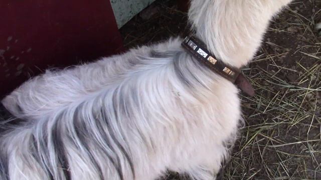 Предродовое залеживание и бронхит у козы. Нитокс 200.