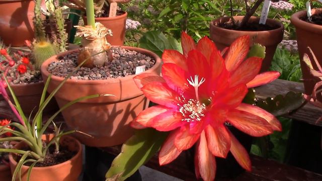 My Favourite Epiphyllum смотреть онлайн