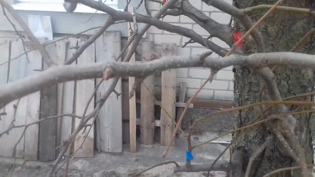 Мои начинания в прививке груши смотреть онлайн