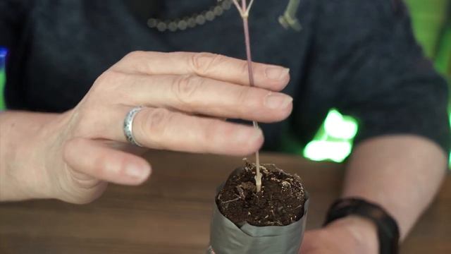 3 группы обрезки Клематисов ✔️ Обрезка клематисов от хитсад тв смотреть онлайн