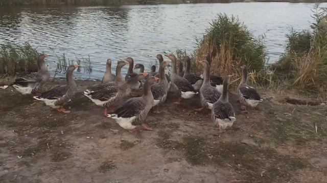 Дикие гуси, спонтанное видео) смотреть онлайн