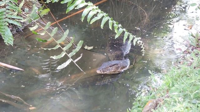 Chinese Garden, Singapore | Lizard | Nikon Coolpix P530 Video смотреть онлайн