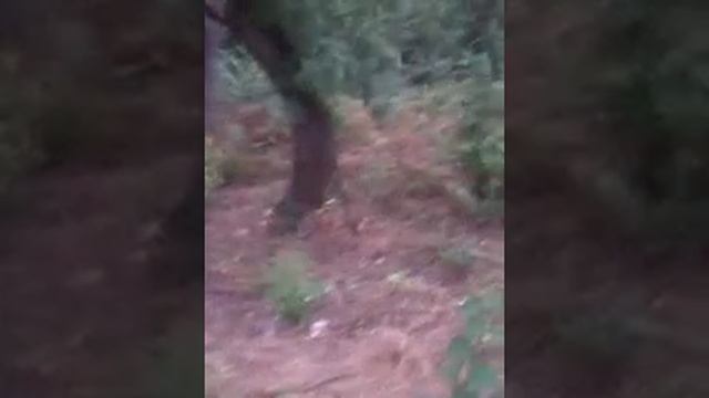 Бутылочник часть 2 смотреть онлайн