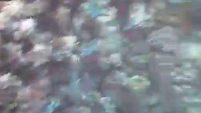 Sharm El Sheikh,Mar Rosso - Fauna ittica della barriera corallina смотреть онлайн