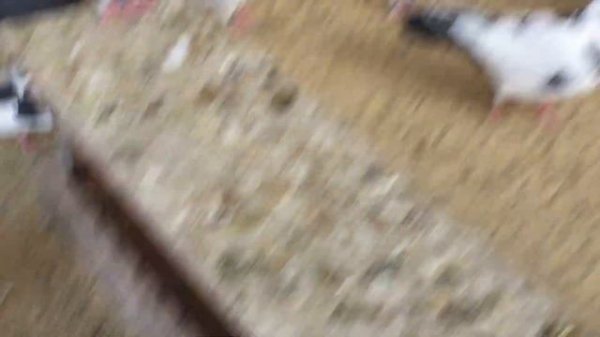 #Pigeon.Каких пискунов на самом деле возможно получить от хороших голубей-2.