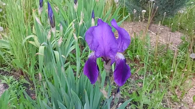 Ирис бородатый Синий с высокими верхними лепестками смотреть онлайн